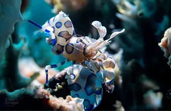 Thalatta muck dive site in Dauin